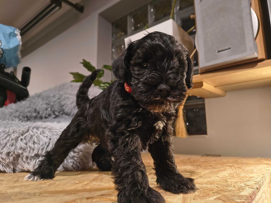 Sznaucer miniaturka czarna sunia