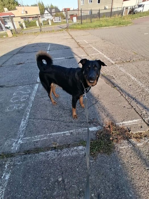 Oddam psa rocznego w dobre rece