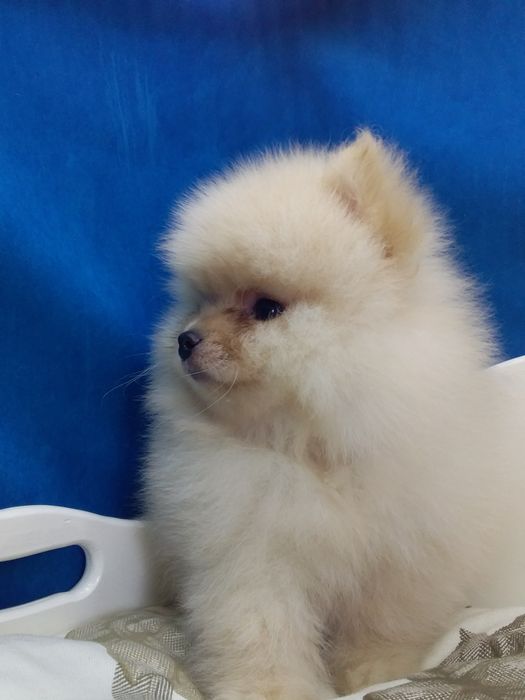 Померанский шпиц.Вязка.