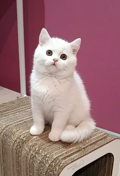 Kot Brytyjski Krótkowłosy rodowód FPL