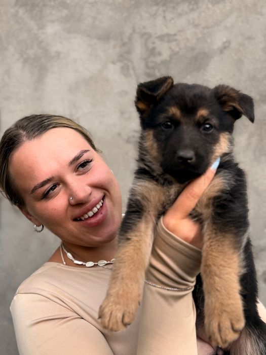 Німецька Вівчарка
