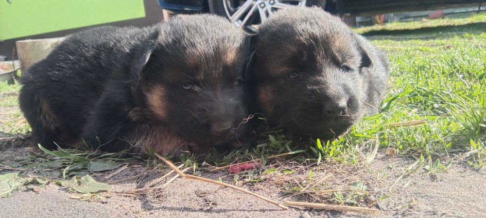 Німецька вівчарка