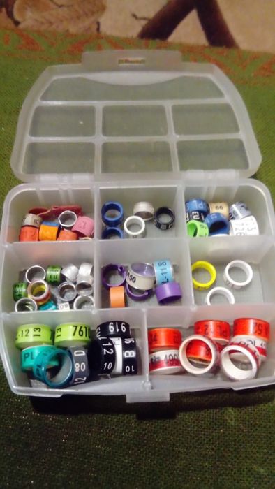 Kolekcjonerskie obrączki dla gołębi.