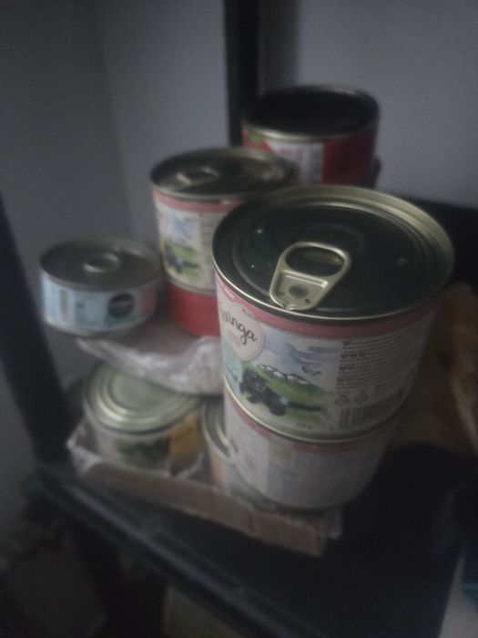 Karmy mokre dla młodego kociaka