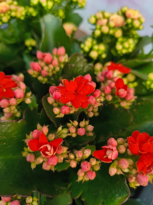 Kalanchoe com Flor Dobrada (Kalanchoe Calandiva) - planta em vaso