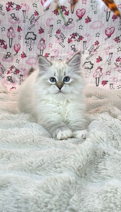 Клубные невские маскарадные котята