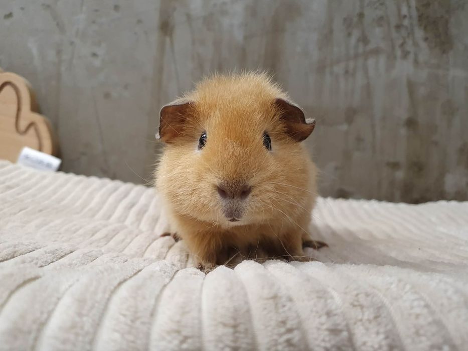 Świnka morska Us Teddy- Samiec
