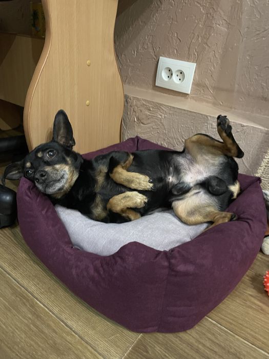 Пинчер отдам в добрые руки