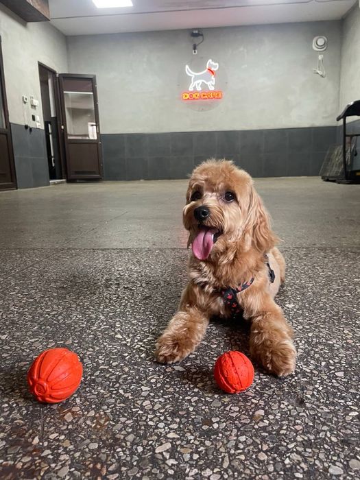 В'язка з хлопчиком Мальтіпу