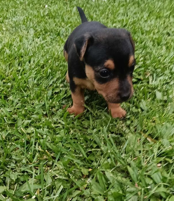 Pinscher menina linda