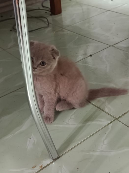 Шукає родину висловухий хлопчикик