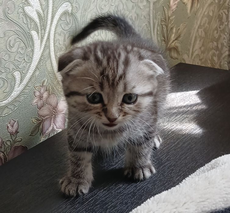 Продам британських кошенят