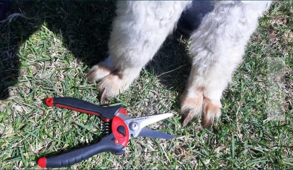 Nożyce do pielęgnacji paznokci u alpak