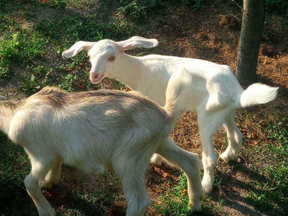 Козел для парування ваших кізочок