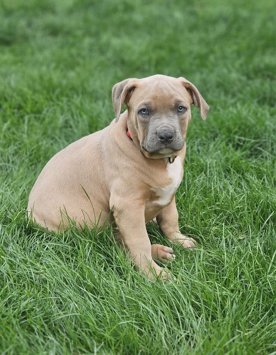 Piękny pies american bully xl
