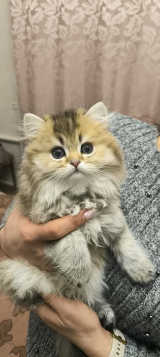 Продам котят британской золотой шиншиллы