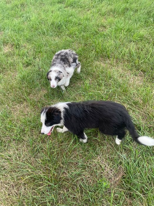 FCI Border Collie cudny piesek wyprawka niebieskie oczko