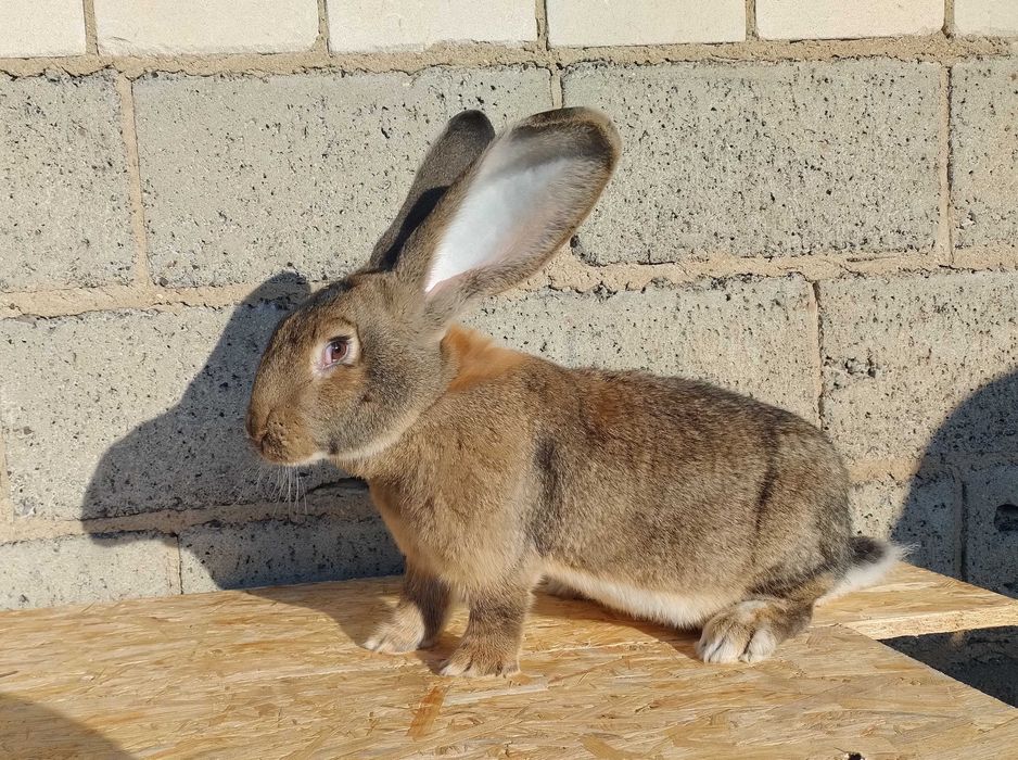 Króliki Olbrzymy belgijskie
