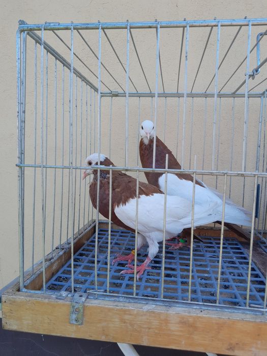 Gołębie siodłate.