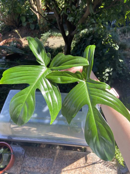 Philodendron Florida Ghost corte 3