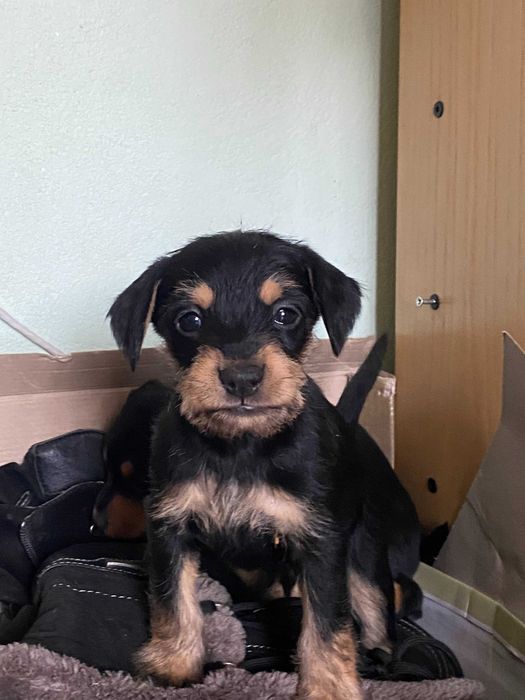 Ексклюзивні цуценята