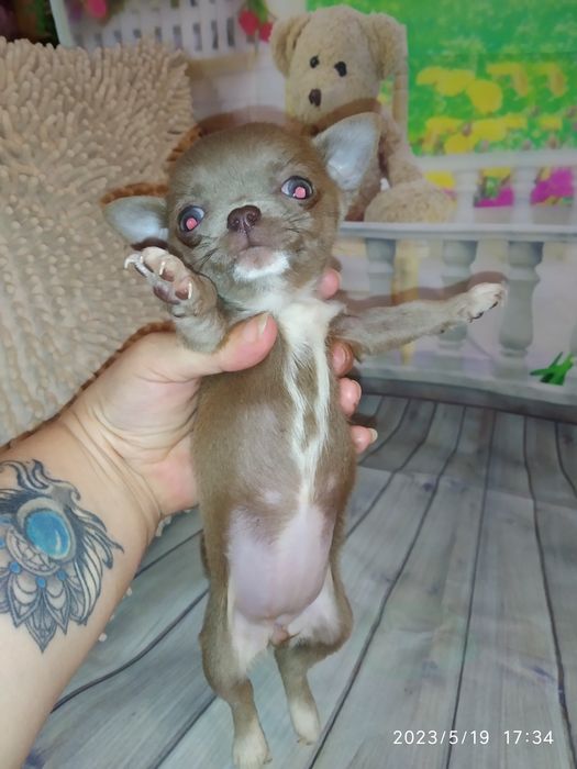 Лімон пропонує лапку чіхуашечкам! FCI - КСУ.