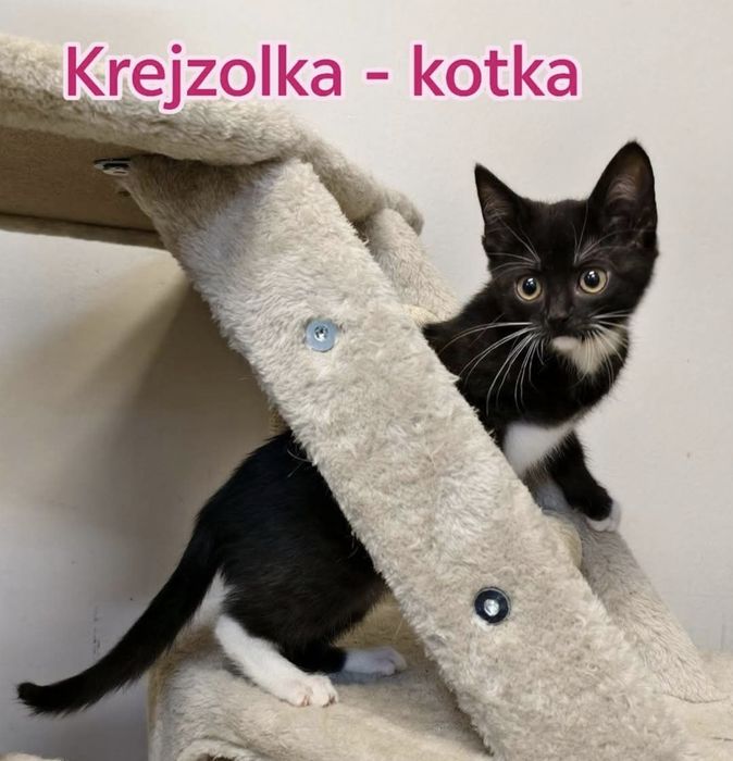 5 kociaków szuka kochajacych domów