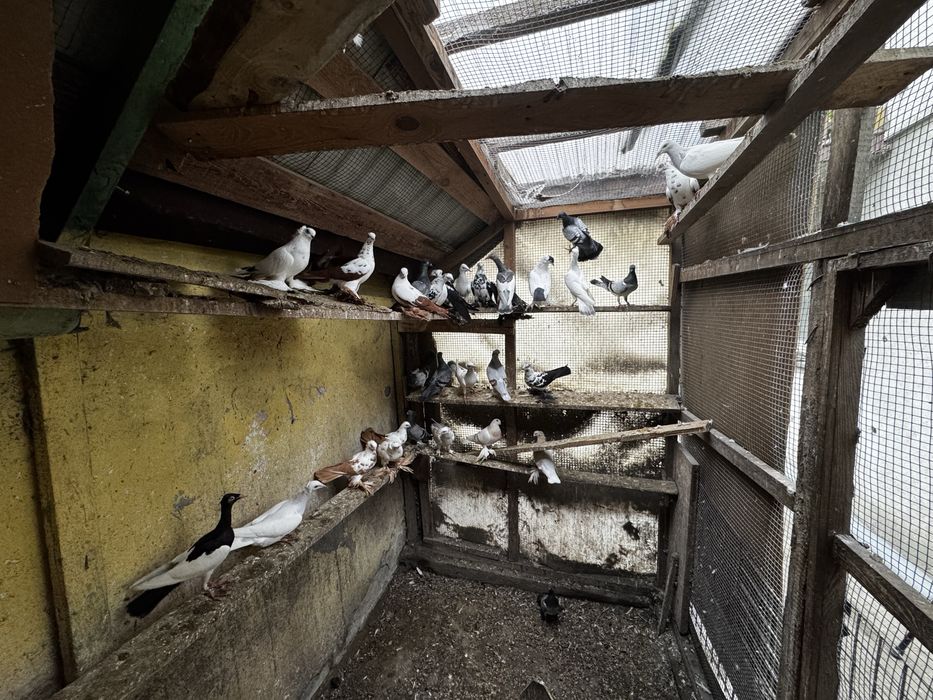 Gołębie hodowlane Raszyn