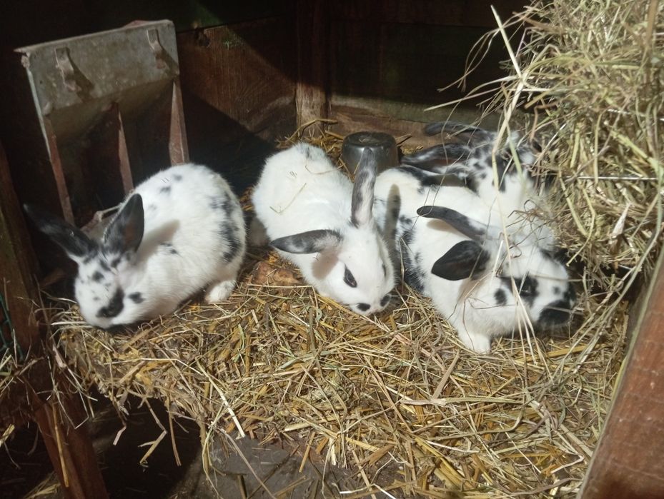 Młode króliki mieszańce