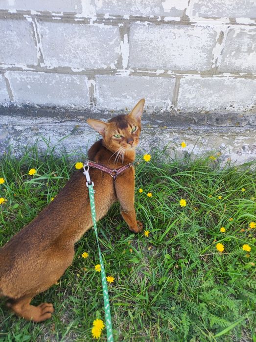 Аббісінсткий котик