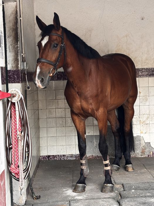 Cavalo cruzado a portugues