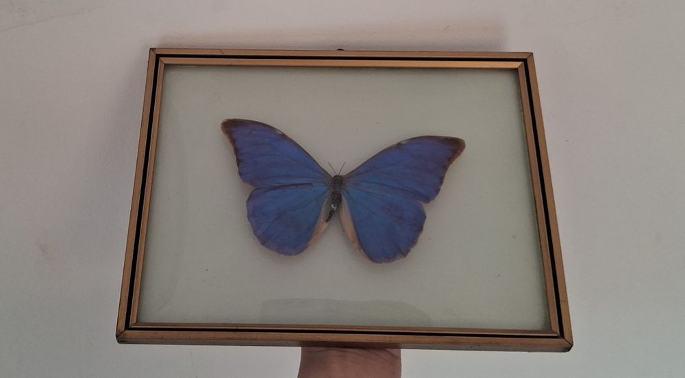 Borboleta Azul Morpho Real em Moldura de Vidro - Vintage