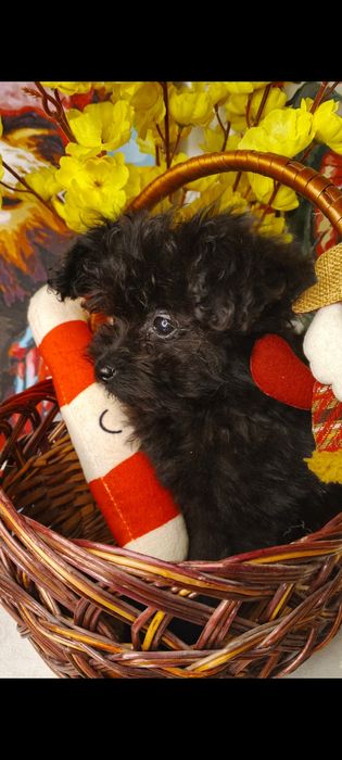 Мальтіпу хлопчик мініатюрний хлопчик мальтіпу