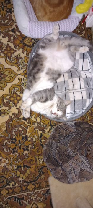Допоможіть знайти кота
