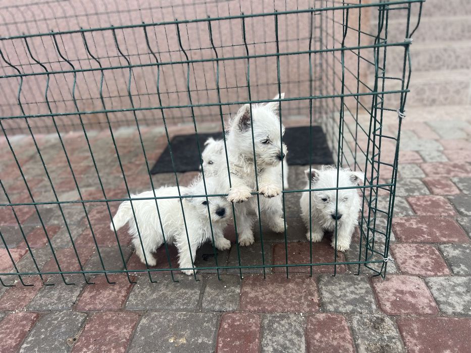 Вестюхи малі кумедні