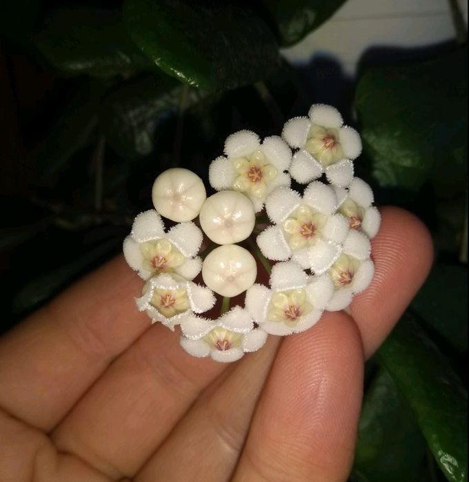 Хойя Hoya Square, Undulata splash та ін.