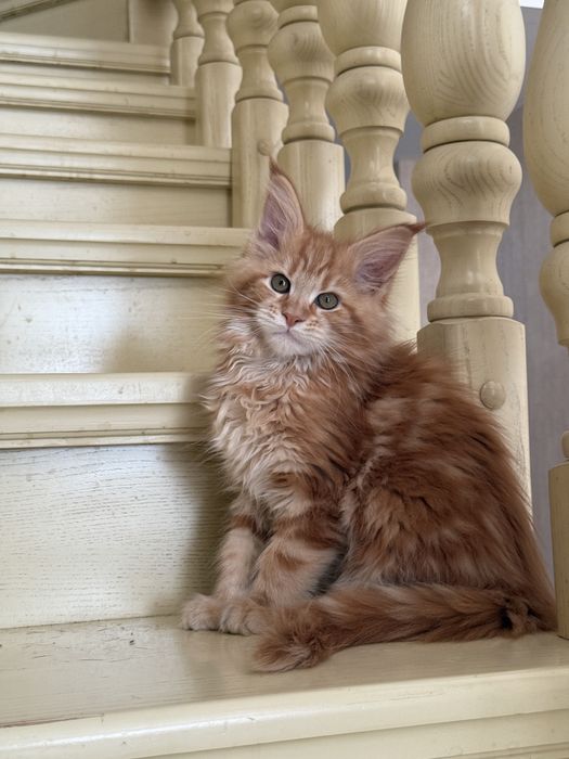 Кошенята Мейн кун