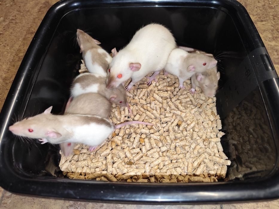 Syjamskie szczury (Gorzów) szczurek syjamski