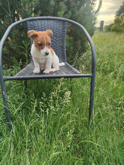 Jack Russell Terrier