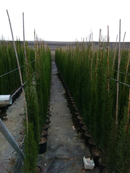 Cupressus sempervirens/ Cipreste Italiano/ Stricta/ Totem 125~900 cm