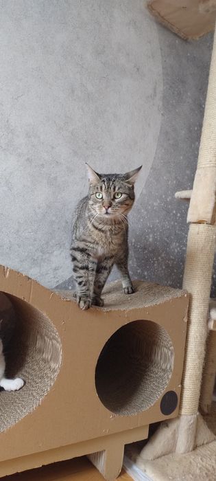 4- latek potrzebuje domu