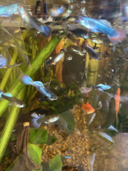 Guppies/Guppys machos e femeas