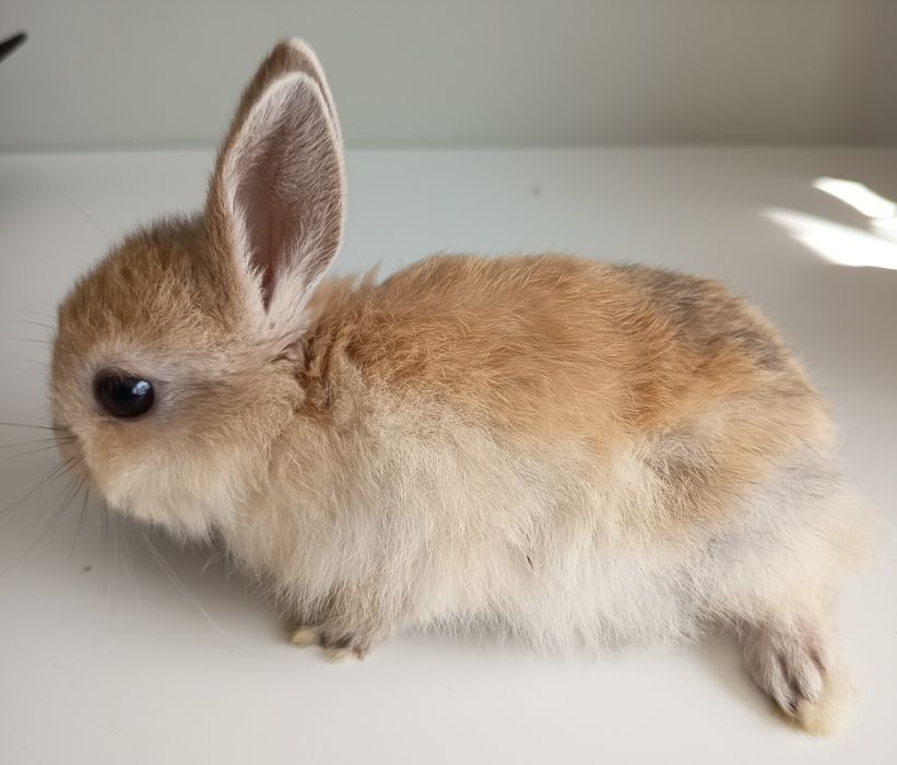 Króliczki miniaturki Teddy