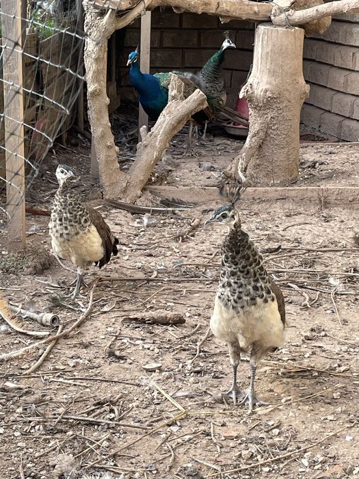 Pavões Azuis adultos