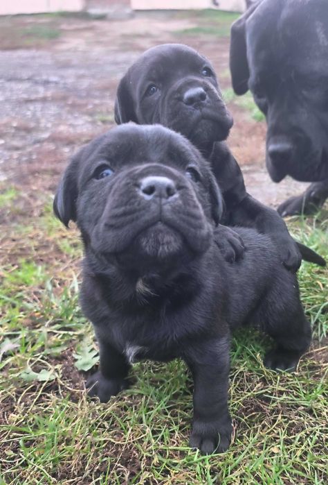 Cane Corso Szczeniaki