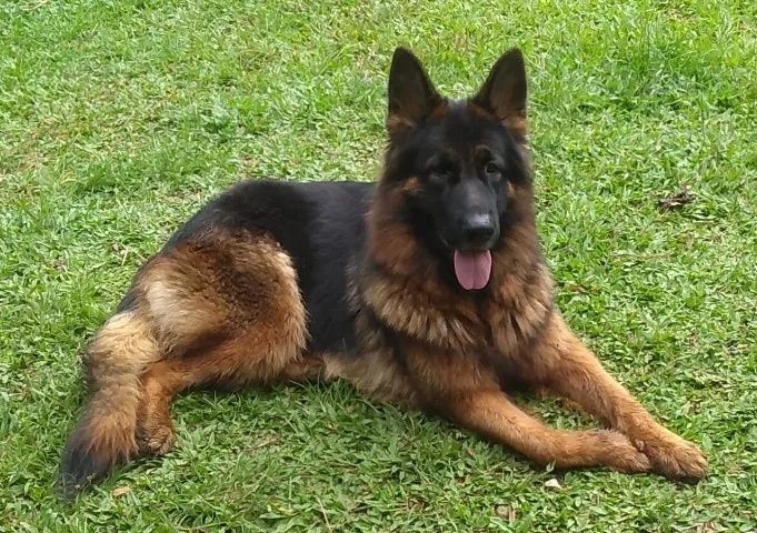 Pastor alemão menina