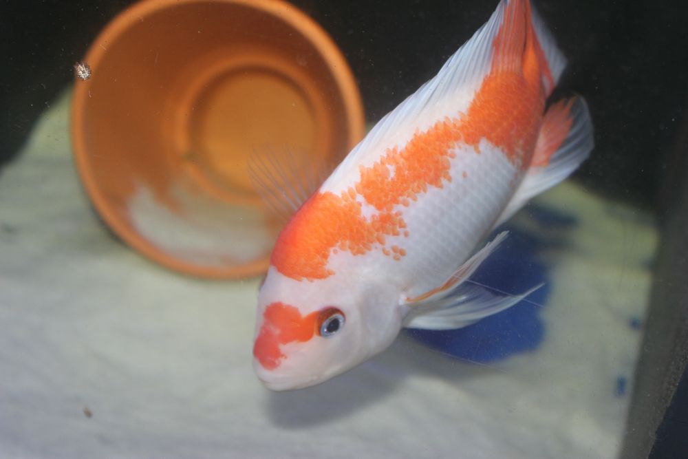 Peixe Midas red and white