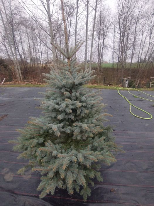 Choinki Darowice 35a