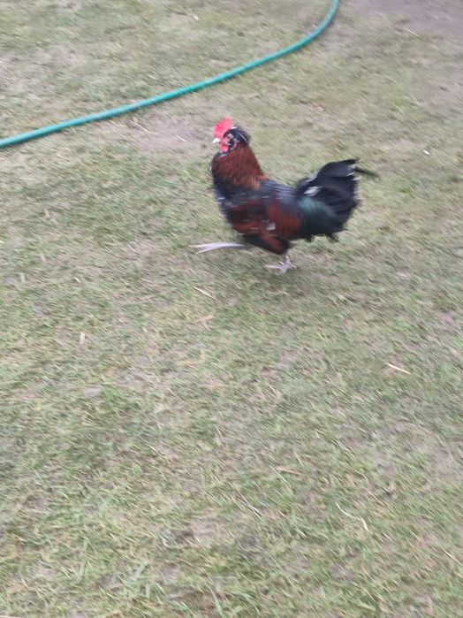 Sprzedam koguty różne