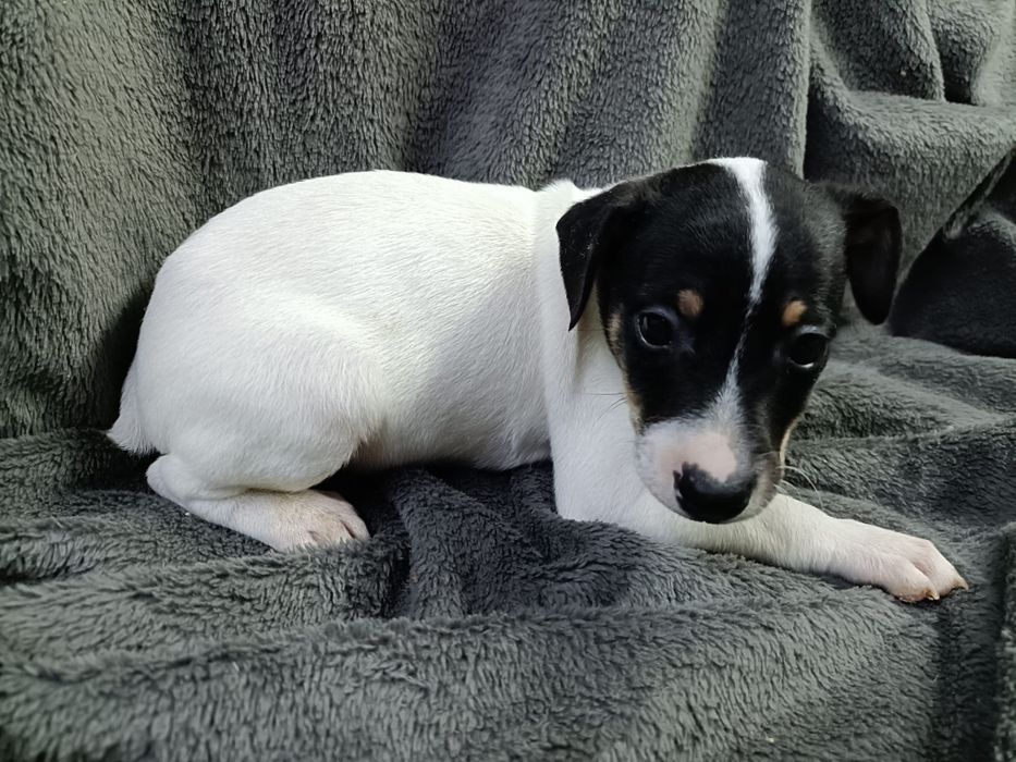 Ratonero Bodeguero Andaluz puro